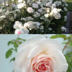 Brindabella Touch Of Pink Shrub Rose - 3 Gallon Pot -Green Garden Outdoor Shop Rose Brindabella Touch of Pink 4