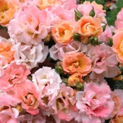 Peach Drift Groundcover Rose - 2 Gallon Pot
