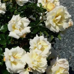 Popcorn Drift Groundcover Rose - 1 Gallon Pot -Green Garden Outdoor Shop Rose Drift Popcorn 10