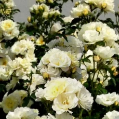 Popcorn Drift Groundcover Rose - 1 Gallon Pot -Green Garden Outdoor Shop Rose Drift Popcorn 16
