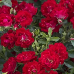 Red Drift Groundcover Rose - 2 Gallon Pot