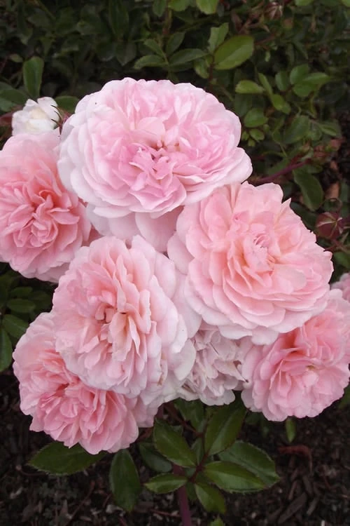 Sweet Drift Groundcover Rose - 3 Gallon Pot 6 Sweet Drift Groundcover Rose - 3 Gallon Pot - Image 6