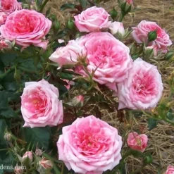 Sweet Drift Groundcover Rose - 3 Gallon Pot 8 Sweet Drift Groundcover Rose - 3 Gallon Pot -Green Garden Outdoor Shop Rose Drift Sweet 21