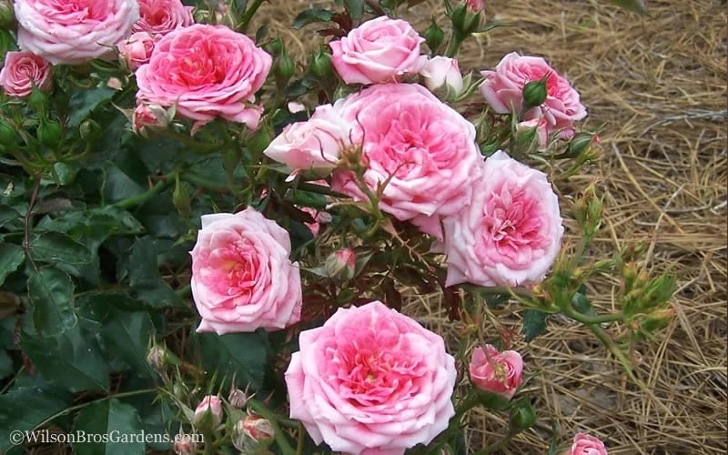 Sweet Drift Groundcover Rose - 3 Gallon Pot 3 Sweet Drift Groundcover Rose - 3 Gallon Pot - Image 3