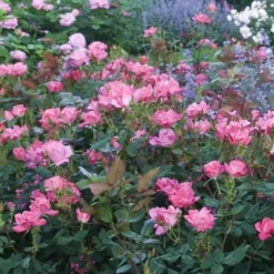 Swamp Rose (Rosa Palustris) - 3 Pack Of 1.5 Quart Pots -Green Garden Outdoor Shop Rose Knock Out Pink 7