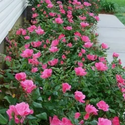 Swamp Rose (Rosa Palustris) - 3 Pack Of 1.5 Quart Pots -Green Garden Outdoor Shop Rose Knock Out Pink 9