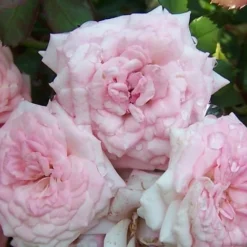 Sweet Drift Groundcover Rose - 3 Gallon Pot 9 Sweet Drift Groundcover Rose - 3 Gallon Pot -Green Garden Outdoor Shop Rose Sweet Drift