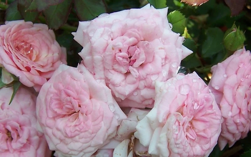Sweet Drift Groundcover Rose - 3 Gallon Pot 4 Sweet Drift Groundcover Rose - 3 Gallon Pot - Image 4