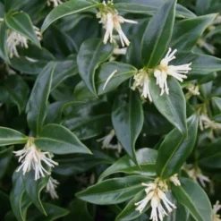 Confused Sweet Box (Sarcococca Confusa) - 1 Gallon Pot