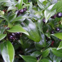 Confused Sweet Box (Sarcococca Confusa) - 1 Gallon Pot -Green Garden Outdoor Shop Sarcacocca Confusa Berries 10