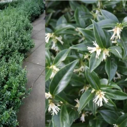 Confused Sweet Box (Sarcococca Confusa) - 1 Gallon Pot -Green Garden Outdoor Shop Sarcacocca Confusa Berries 2