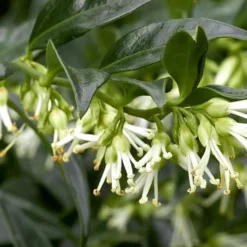 Confused Sweet Box (Sarcococca Confusa) - 1 Gallon Pot -Green Garden Outdoor Shop Sarcacocca Confusa Flowers 5
