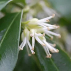 Confused Sweet Box (Sarcococca Confusa) - 1 Gallon Pot -Green Garden Outdoor Shop Sarcococca Confusa Sweet Box Flower Closeup