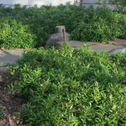 Confused Sweet Box (Sarcococca Confusa) - 1 Gallon Pot -Green Garden Outdoor Shop Sarcococca Confusa Sweet Box In Landscape