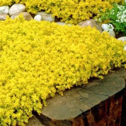 Gold Moss Sedum - 10 Pack Of 4" Pint Pots