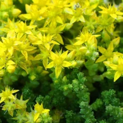 Gold Moss Sedum - 10 Pack Of 4" Pint Pots -Green Garden Outdoor Shop Sedum Acre Gold Moss 3