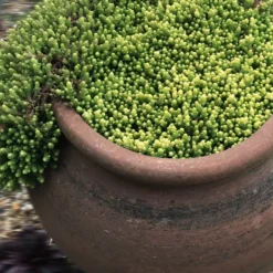 Gold Moss Sedum - 10 Pack Of 4" Pint Pots -Green Garden Outdoor Shop Sedum Acre Gold Moss 5