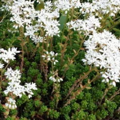 Coral Carpet Sedum Album - 10 Count Flat Of Quart Pots -Green Garden Outdoor Shop Sedum Album Coral Carpet 2
