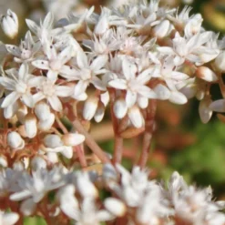 Coral Carpet Sedum Album - 10 Count Flat Of Quart Pots -Green Garden Outdoor Shop Sedum Album Coral Carpet 4