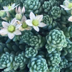 Blue Tears Sedum (Corsican Stonecrop) - 10 Pack Of Pint Pots 11 Blue Tears Sedum (Corsican Stonecrop) - 10 Pack Of Pint Pots -Green Garden Outdoor Shop Sedum Dasphyllum Major Blue Tears 1