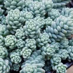 Blue Tears Sedum (Corsican Stonecrop) - 10 Pack Of Pint Pots