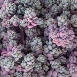 Blue Tears Sedum (Corsican Stonecrop) - 10 Pack Of Pint Pots 10 Blue Tears Sedum (Corsican Stonecrop) - 10 Pack Of Pint Pots -Green Garden Outdoor Shop Sedum Dasphyllum Major Blue Tears 4