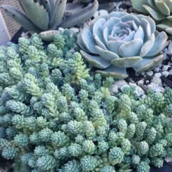 Blue Tears Sedum (Corsican Stonecrop) - 10 Pack Of Pint Pots 9 Blue Tears Sedum (Corsican Stonecrop) - 10 Pack Of Pint Pots -Green Garden Outdoor Shop Sedum Dasphyllum Major Blue Tears 6