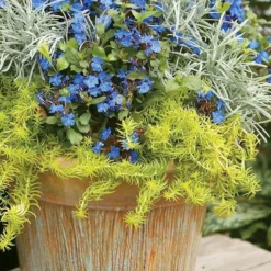 Angelina Sedum - 5 Pack Of 4" Pots 17 Angelina Sedum - 5 Pack Of 4" Pots -Green Garden Outdoor Shop Sedum Rupestre Angelina 1