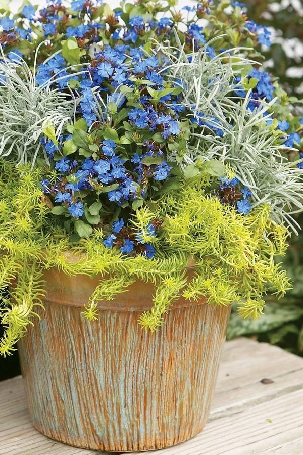 Angelina Sedum - 5 Pack Of 4" Pots 9 Angelina Sedum - 5 Pack Of 4" Pots - Image 9