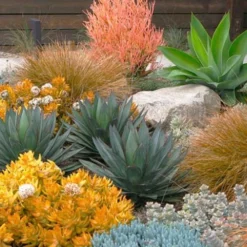 Angelina Sedum - 5 Pack Of 4" Pots 12 Angelina Sedum - 5 Pack Of 4" Pots -Green Garden Outdoor Shop Sedum Rupestre Angelina 10