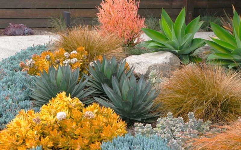 Angelina Sedum - 5 Pack Of 4" Pots 4 Angelina Sedum - 5 Pack Of 4" Pots - Image 4