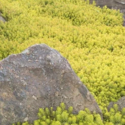 Angelina Sedum - 5 Pack Of 4" Pots 16 Angelina Sedum - 5 Pack Of 4" Pots -Green Garden Outdoor Shop Sedum Rupestre Angelina 3