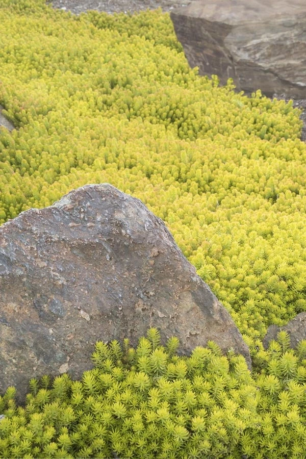 Angelina Sedum - 5 Pack Of 4" Pots 8 Angelina Sedum - 5 Pack Of 4" Pots - Image 8