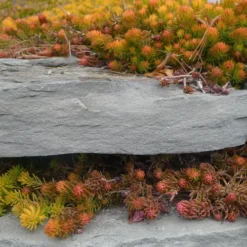 Angelina Sedum - 10 Count Flat Of 4" Pots 15 Angelina Sedum - 10 Count Flat Of 4" Pots -Green Garden Outdoor Shop Sedum Rupestre Angelina 5 1