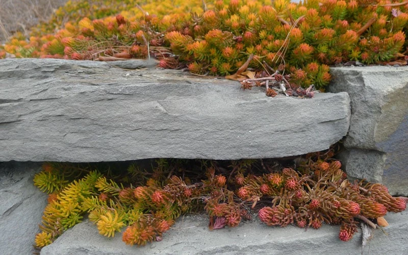 Angelina Sedum - 5 Pack Of 4" Pots 7 Angelina Sedum - 5 Pack Of 4" Pots - Image 7