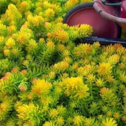 Angelina Sedum - 10 Count Flat Of 4" Pots 14 Angelina Sedum - 10 Count Flat Of 4" Pots -Green Garden Outdoor Shop Sedum Rupestre Angelina 6 1