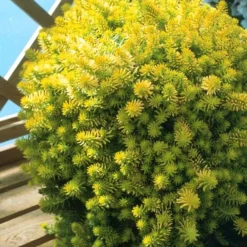 Angelina Sedum - 10 Count Flat Of 4" Pots 13 Angelina Sedum - 10 Count Flat Of 4" Pots -Green Garden Outdoor Shop Sedum Rupestre Angelina 8 1