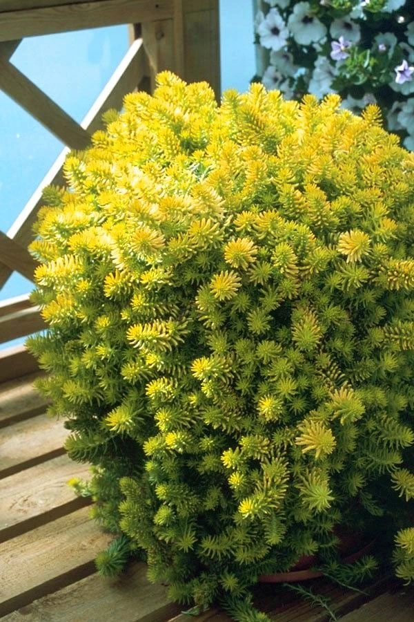 Angelina Sedum - 5 Pack Of 4" Pots 5 Angelina Sedum - 5 Pack Of 4" Pots - Image 5