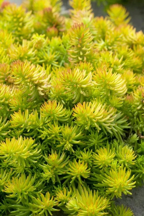 Angelina Sedum - 10 Count Flat Of 4" Pots 1 Angelina Sedum - 10 Count Flat Of 4" Pots