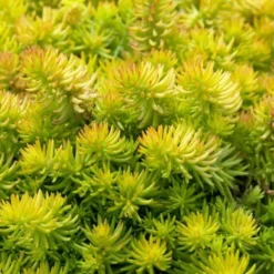 Angelina Sedum - 5 Pack Of 4" Pots