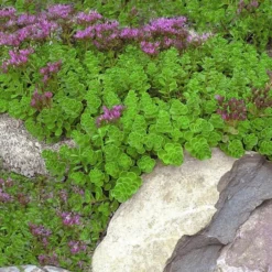 John Creech Sedum - 10 Count Flat Of 4" Pots -Green Garden Outdoor Shop Sedum Spurium John Creech 1