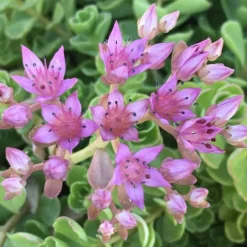 John Creech Sedum - 10 Count Flat Of 4" Pots -Green Garden Outdoor Shop Sedum Spurium John Creech 3