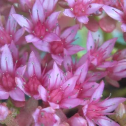 John Creech Sedum - 10 Count Flat Of 4" Pots -Green Garden Outdoor Shop Sedum Spurium John Creech 4