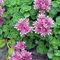 John Creech Sedum - 10 Count Flat Of 4" Pots