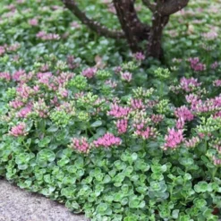 John Creech Sedum - 10 Count Flat Of 4" Pots -Green Garden Outdoor Shop Sedum Spurium John Creech 6