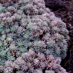 Tiny Buttons Sedum Hispanicum - 10 Pack Of Pint Pots -Green Garden Outdoor Shop Sedum hispanicum minus tiny buttons 2