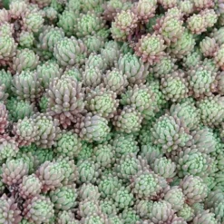 Tiny Buttons Sedum Hispanicum - 10 Pack Of Pint Pots -Green Garden Outdoor Shop Sedum hispanicum minus tiny buttons 3
