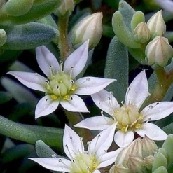 Tiny Buttons Sedum Hispanicum - 10 Pack Of Pint Pots -Green Garden Outdoor Shop Sedum hispanicum minus tiny buttons 4
