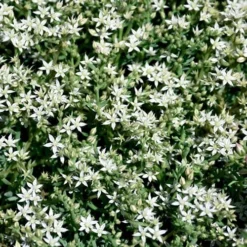 Tiny Buttons Sedum Hispanicum - 10 Pack Of Pint Pots -Green Garden Outdoor Shop Sedum hispanicum minus tiny buttons 5