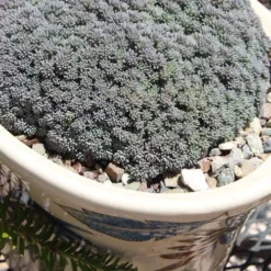 Tiny Buttons Sedum Hispanicum - 10 Pack Of Pint Pots -Green Garden Outdoor Shop Sedum hispanicum minus tiny buttons 6